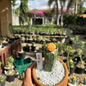 1508 03 Cacto Astrophytum Astérias Áurea