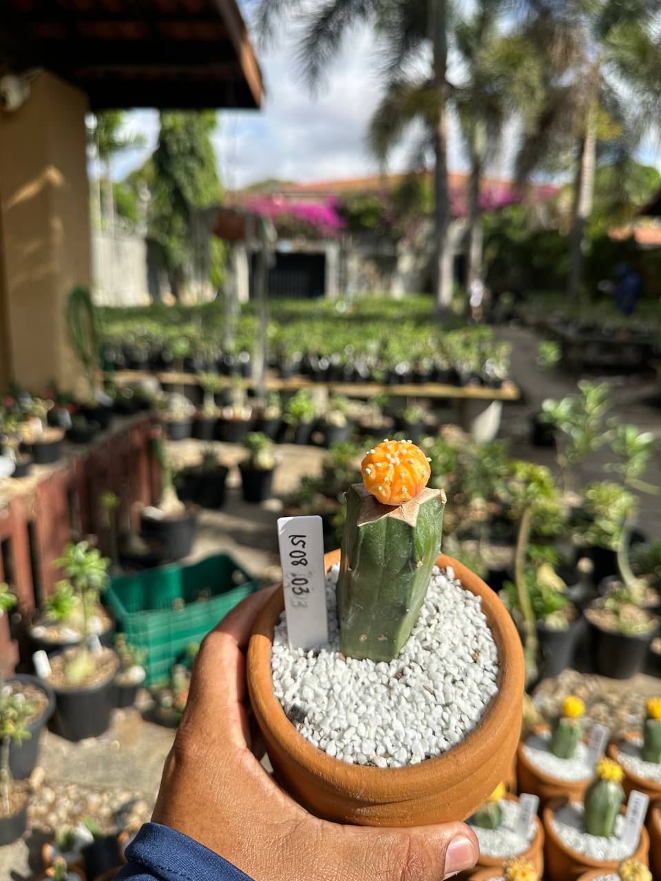 1508 03 Cacto Astrophytum Astérias Áurea