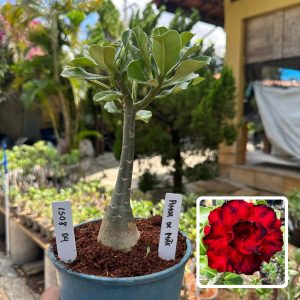 1508 04 Rosa do Deserto Amor de Mãe