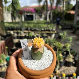1508 04 Cacto Astrophytum Astérias Áurea