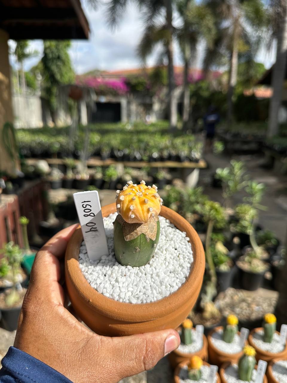 1508 04 Cacto Astrophytum Astérias Áurea