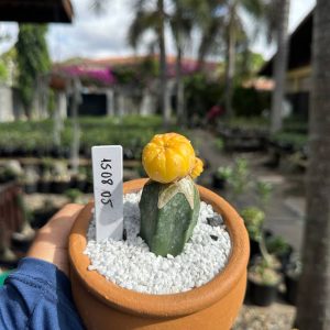 1508 05 Cacto Astrophytum Astérias Áurea Bucéfalo