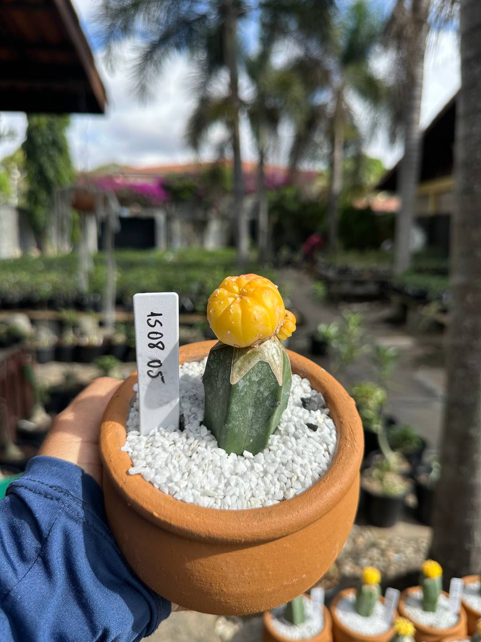 1508 05 Cacto Astrophytum Astérias Áurea Bucéfalo