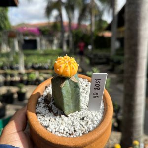 1508 06 Cacto Astrophytum Astérias Variegata