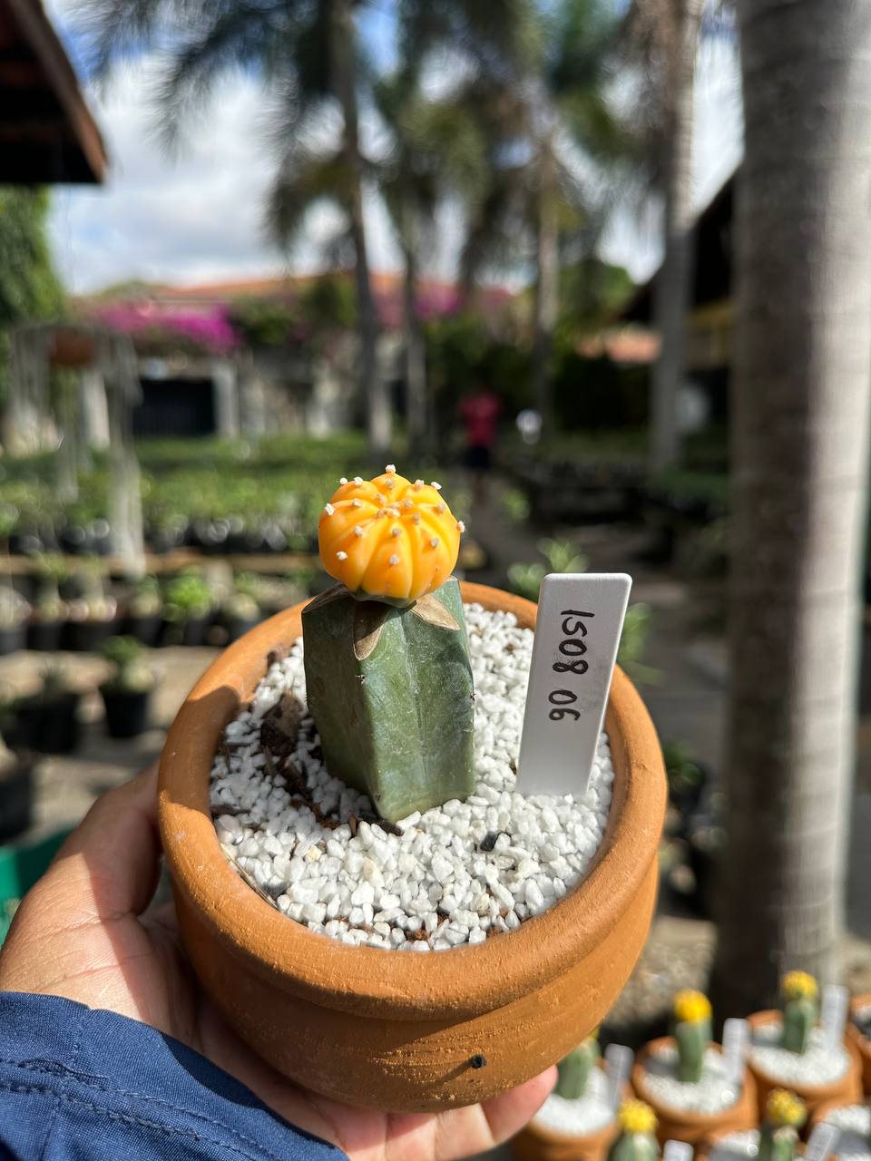 1508 06 Cacto Astrophytum Astérias Variegata