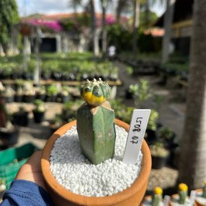 1508 07 Cacto Astrophytum Astérias Variegata