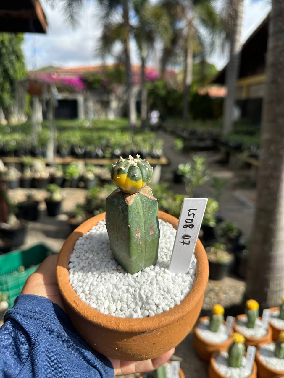 1508 07 Cacto Astrophytum Astérias Variegata