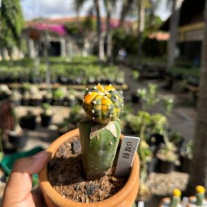 1508 08 Cacto Astrophytum Astérias Variegata