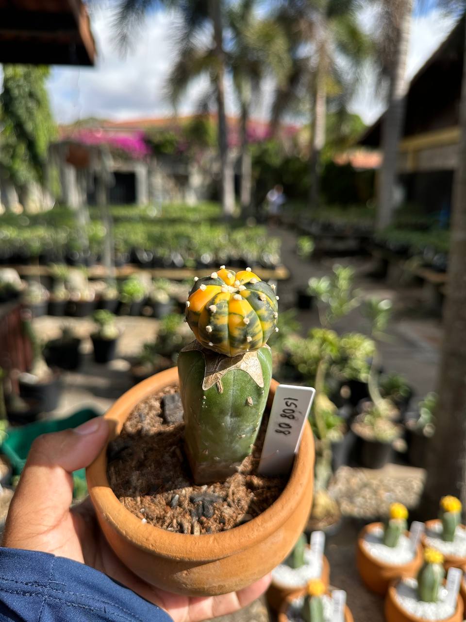 1508 08 Cacto Astrophytum Astérias Variegata