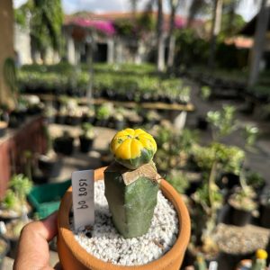 1508 09 Cacto Astrophytum Astérias Variegata