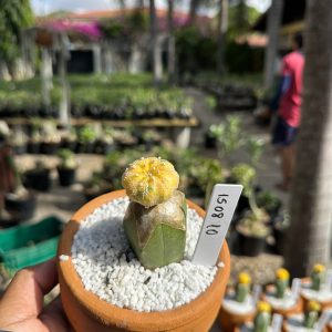 1508 10 Cacto Astrophytum Astérias Variegata