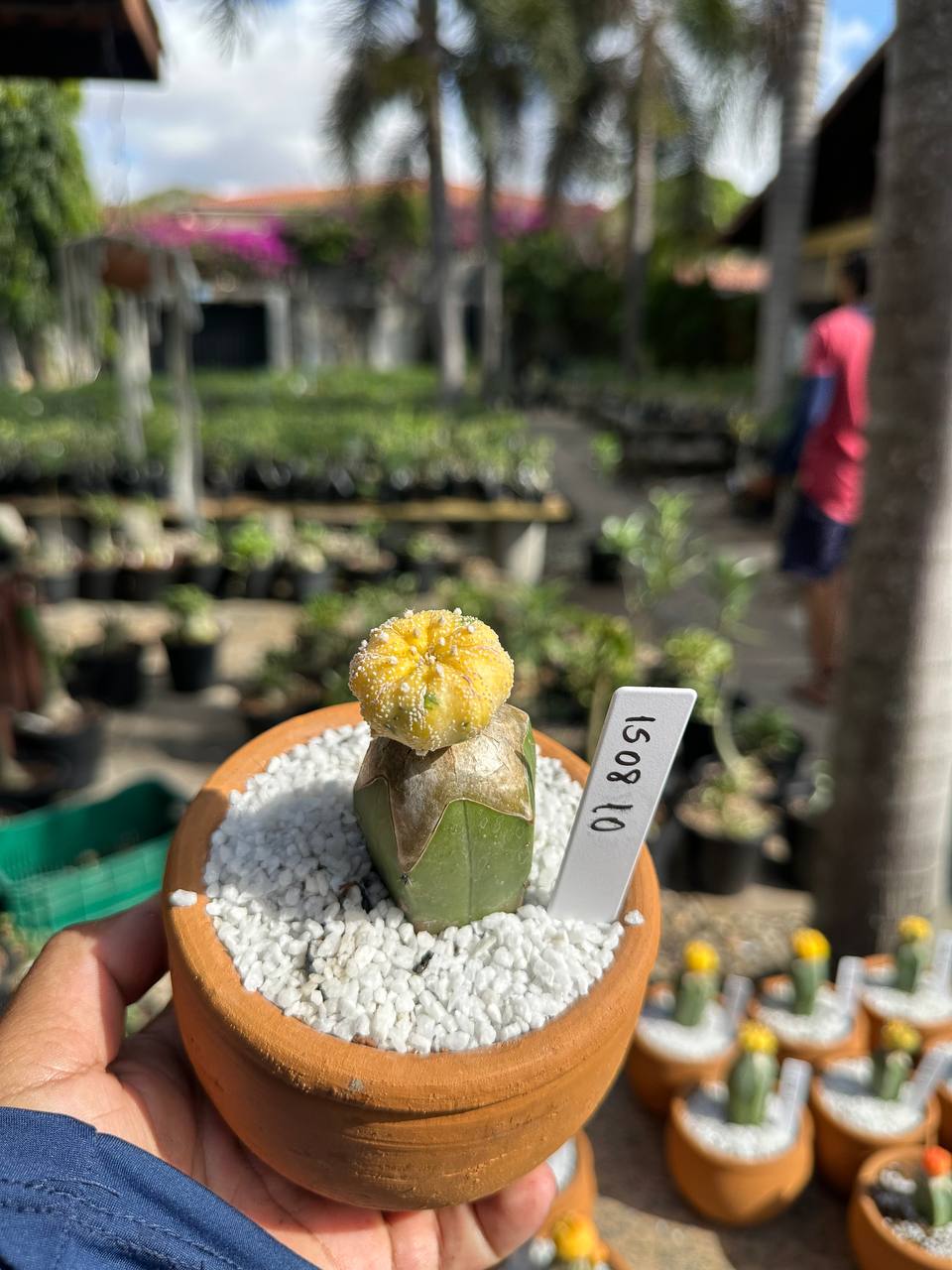 1508 10 Cacto Astrophytum Astérias Variegata