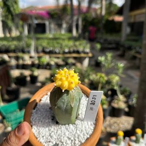 1508 11 Cacto Astrophytum Astérias Áurea Kiko
