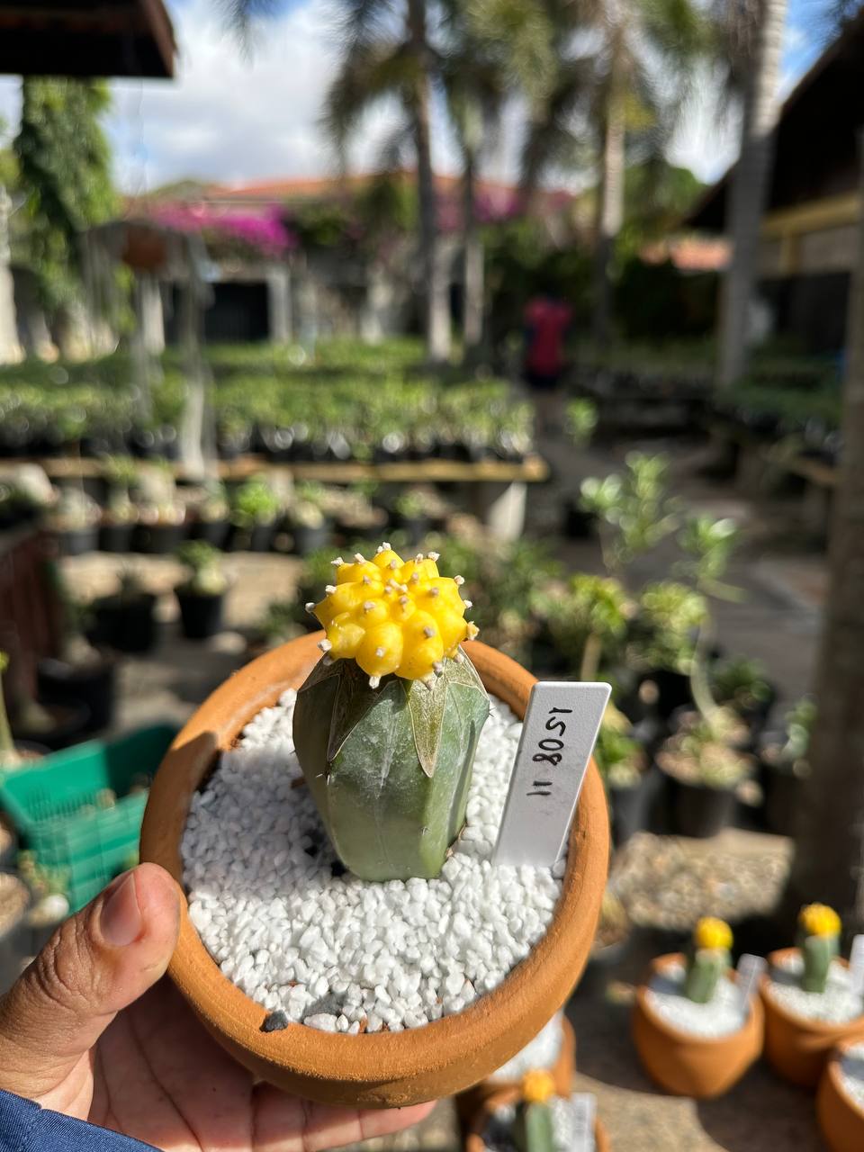 1508 11 Cacto Astrophytum Astérias Áurea Kiko