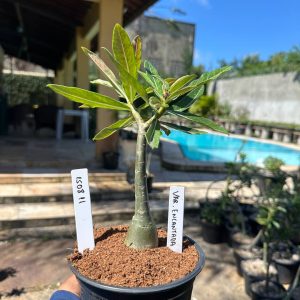 1508 11 Rosa do Deserto Variegata Encantada