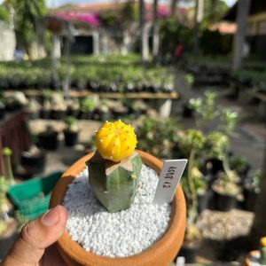 1508 12 Cacto Astrophytum Astérias Áurea