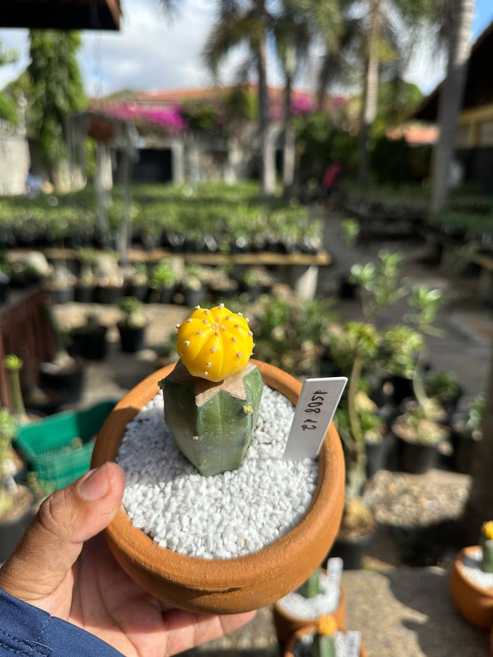 1508 12 Cacto Astrophytum Astérias Áurea