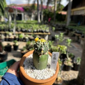 1508 13 Cacto Astrophytum Astérias Variegata