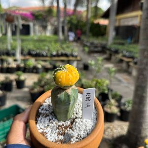 1508 14 Cacto Astrophytum Astérias Variegata