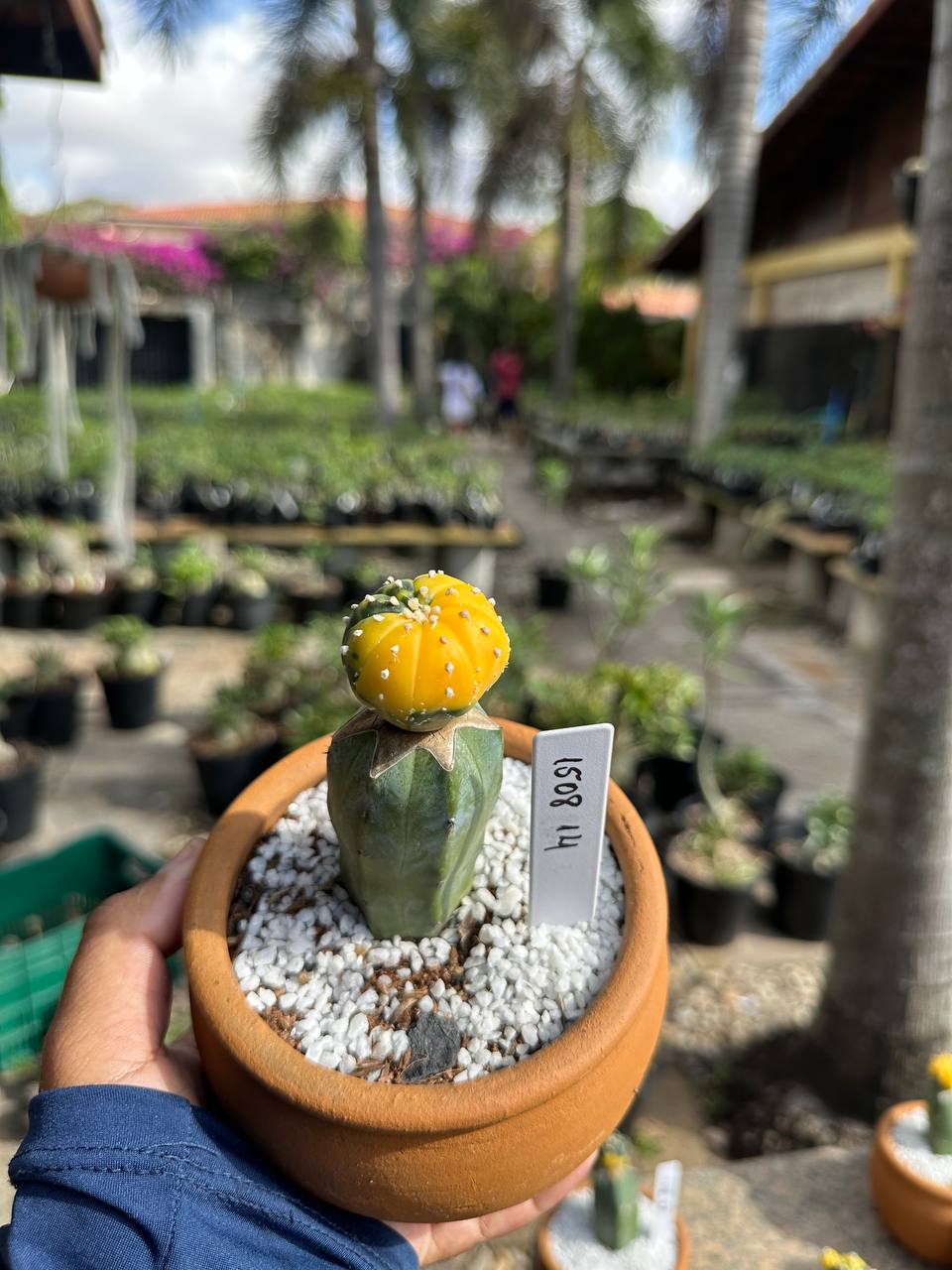 1508 14 Cacto Astrophytum Astérias Variegata
