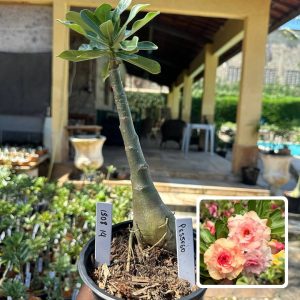 1508 14 Rosa do Deserto Pêssego