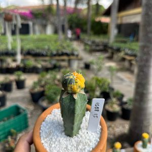 1508 15 Cacto Astrophytum Astérias Variegata