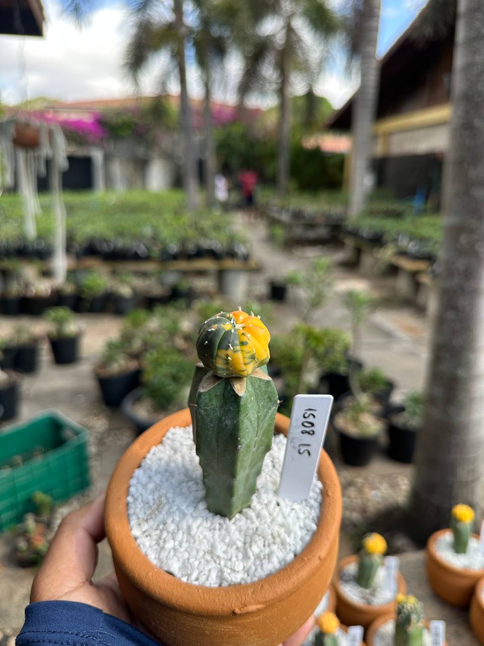 1508 15 Cacto Astrophytum Astérias Variegata