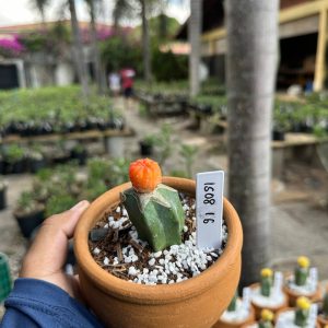 1508 16 Cacto Astrophytum Astérias Áurea
