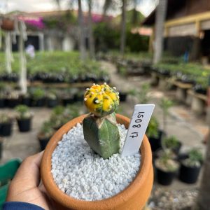 1508 17 Cacto Astrophytum Astérias Variegata