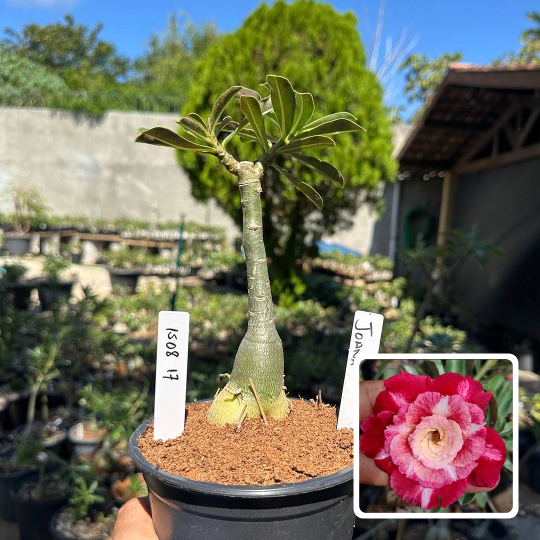 1508 17 Rosa do Deserto Joana