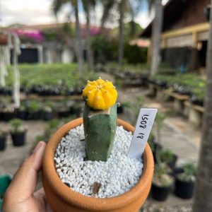 1508 18 Cacto Astrophytum Astérias Variegata