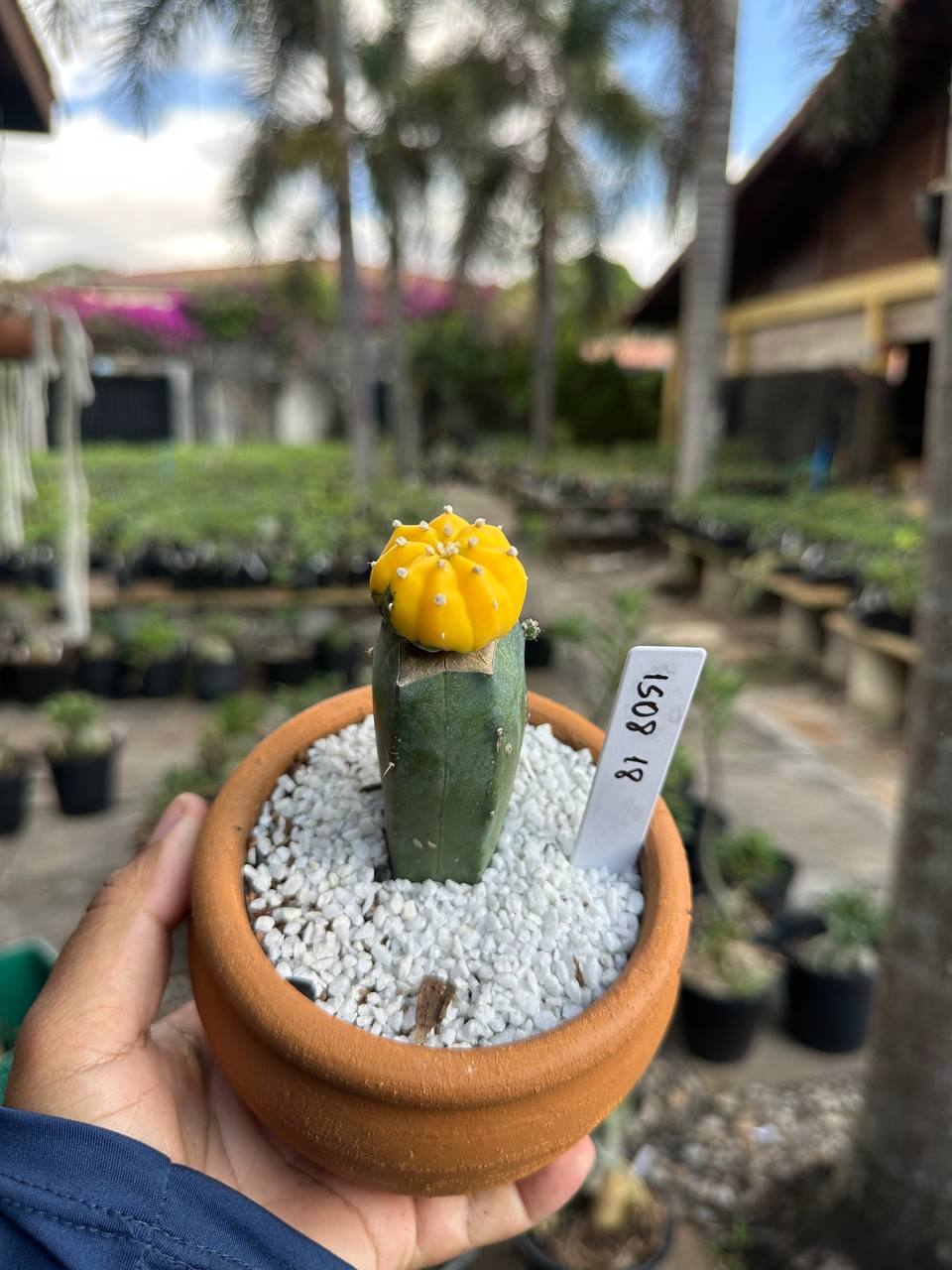 1508 18 Cacto Astrophytum Astérias Variegata