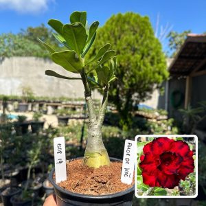 1508 19 Rosa do Deserto Amor de Mãe