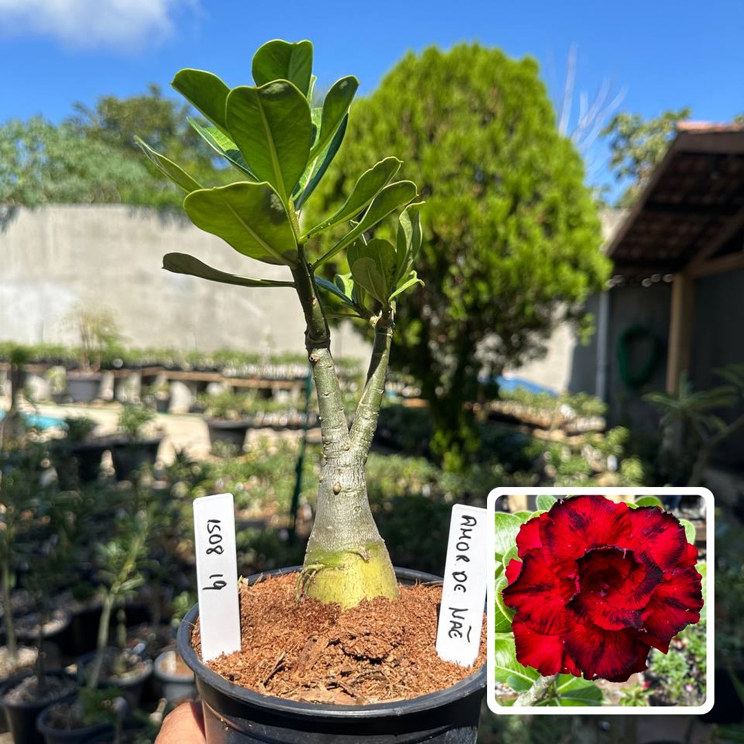 1508 19 Rosa do Deserto Amor de Mãe