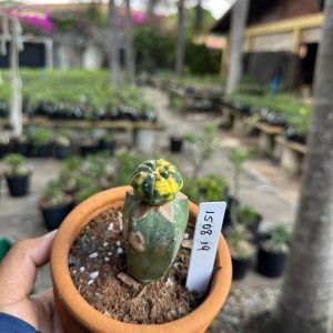 1508 19 Cacto Astrophytum Astérias Variegata