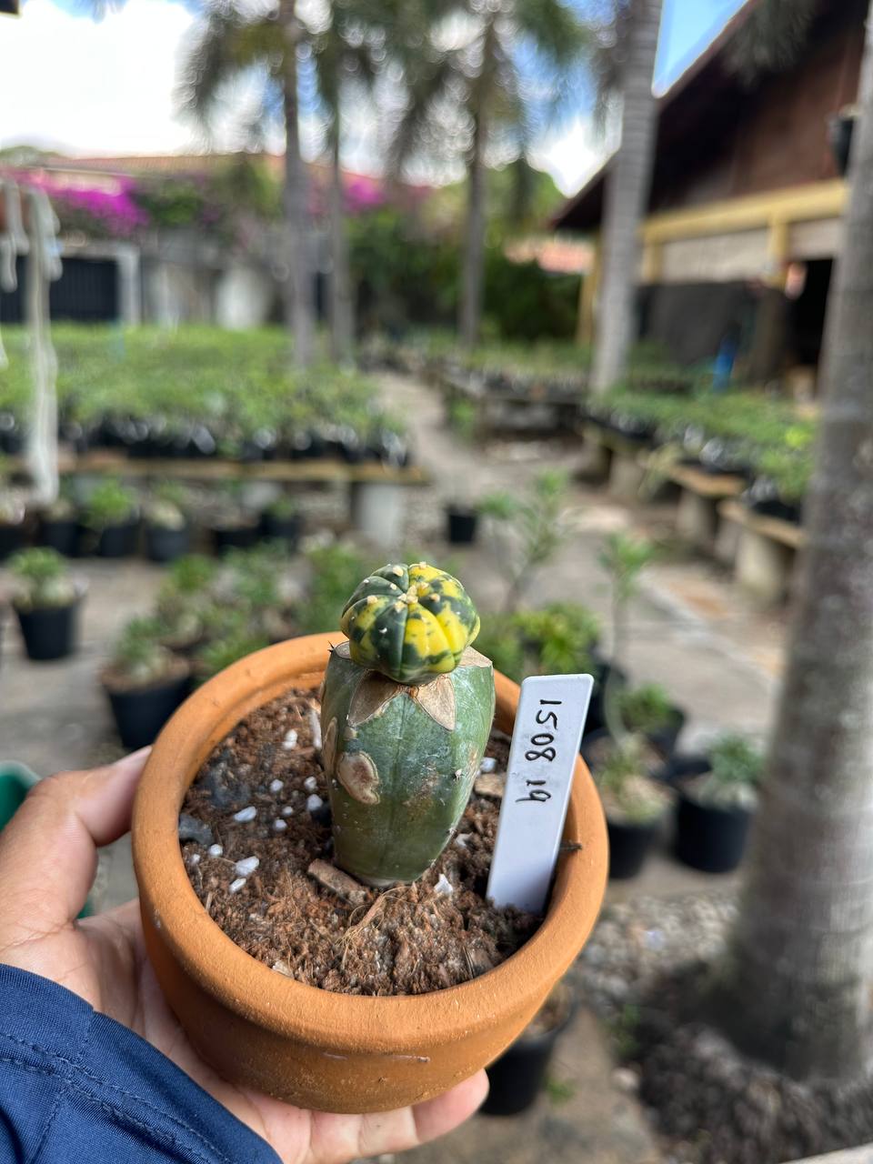 1508 19 Cacto Astrophytum Astérias Variegata
