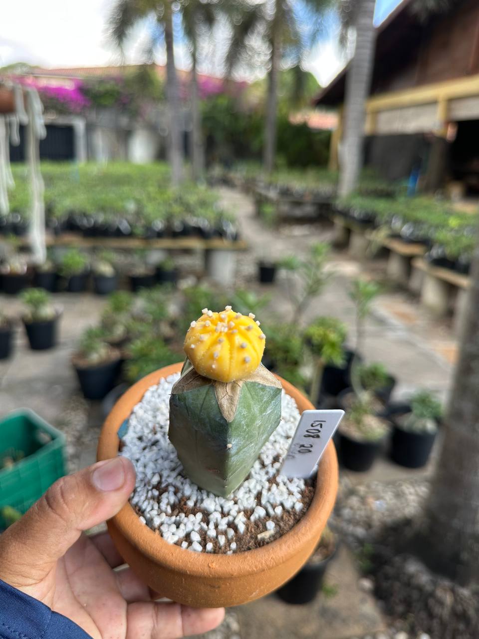 1508 20 Cacto Astrophytum Astérias Áurea