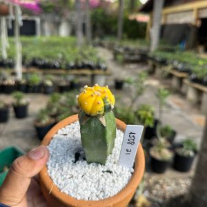 1508 21 Cacto Astrophytum Astérias Variegata