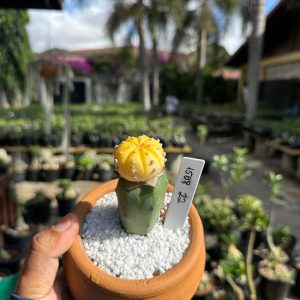 1508 22 Cacto Astrophytum Astérias Áurea