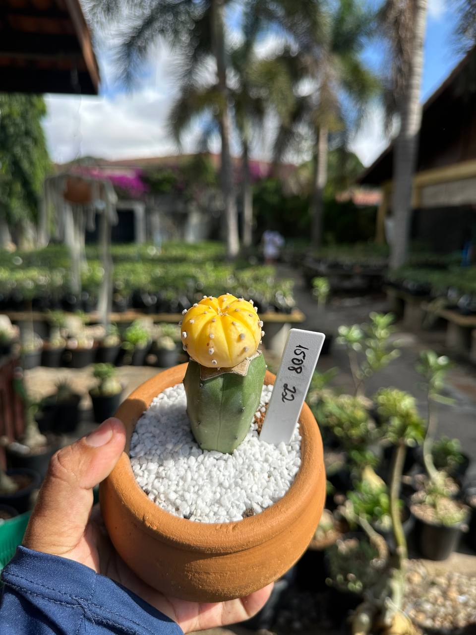 1508 22 Cacto Astrophytum Astérias Áurea