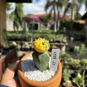 1508 23 Cacto Astrophytum Astérias Variegata