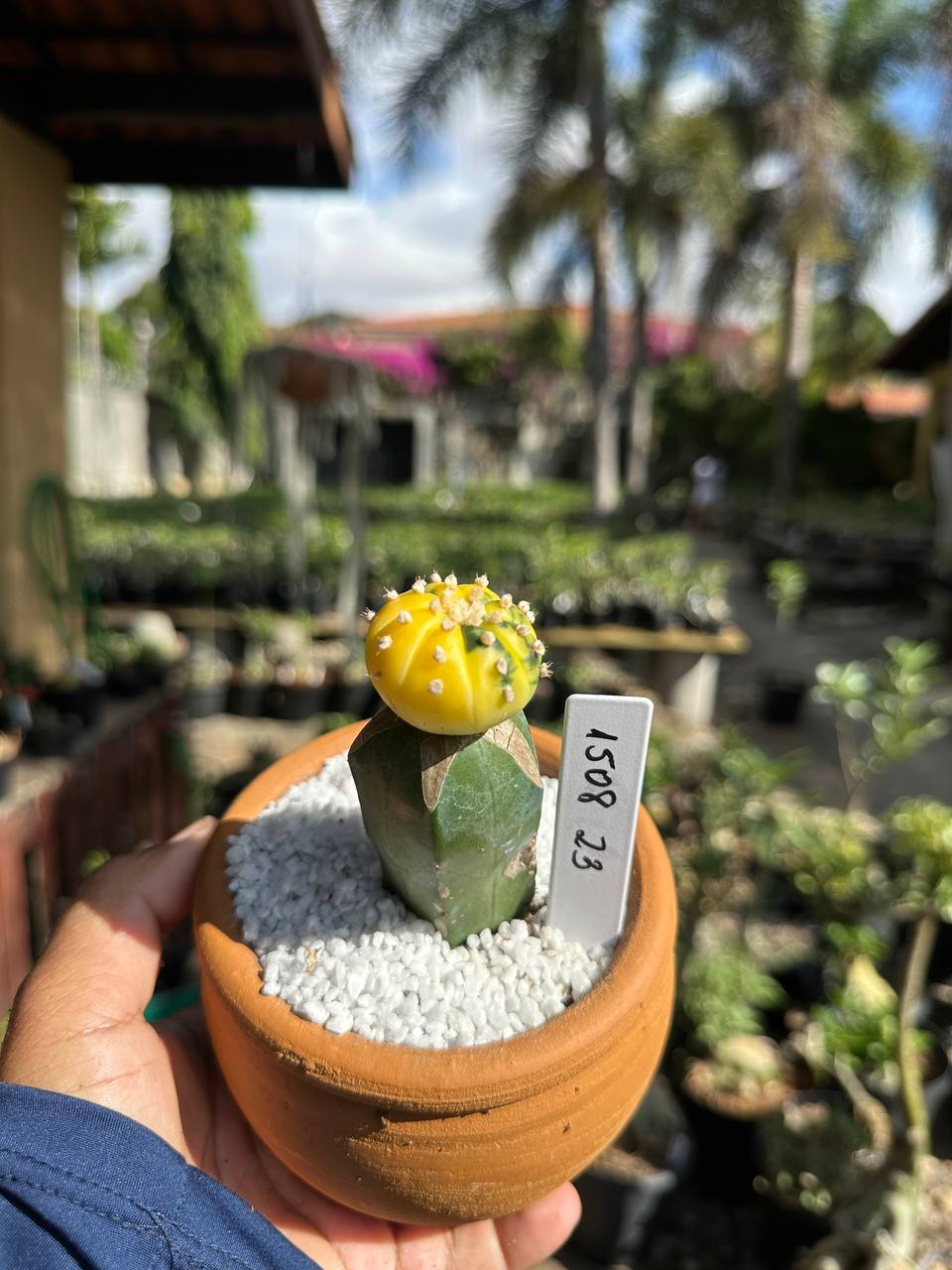 1508 23 Cacto Astrophytum Astérias Variegata