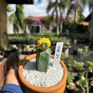 1508 24 Cacto Astrophytum Astérias Variegata