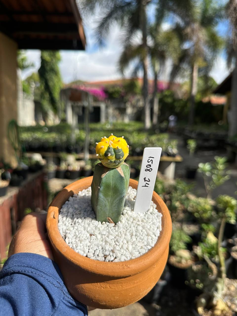 1508 24 Cacto Astrophytum Astérias Variegata