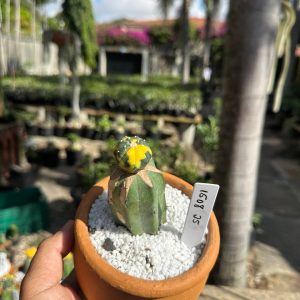 1508 25 Cacto Astrophytum Astérias Variegata