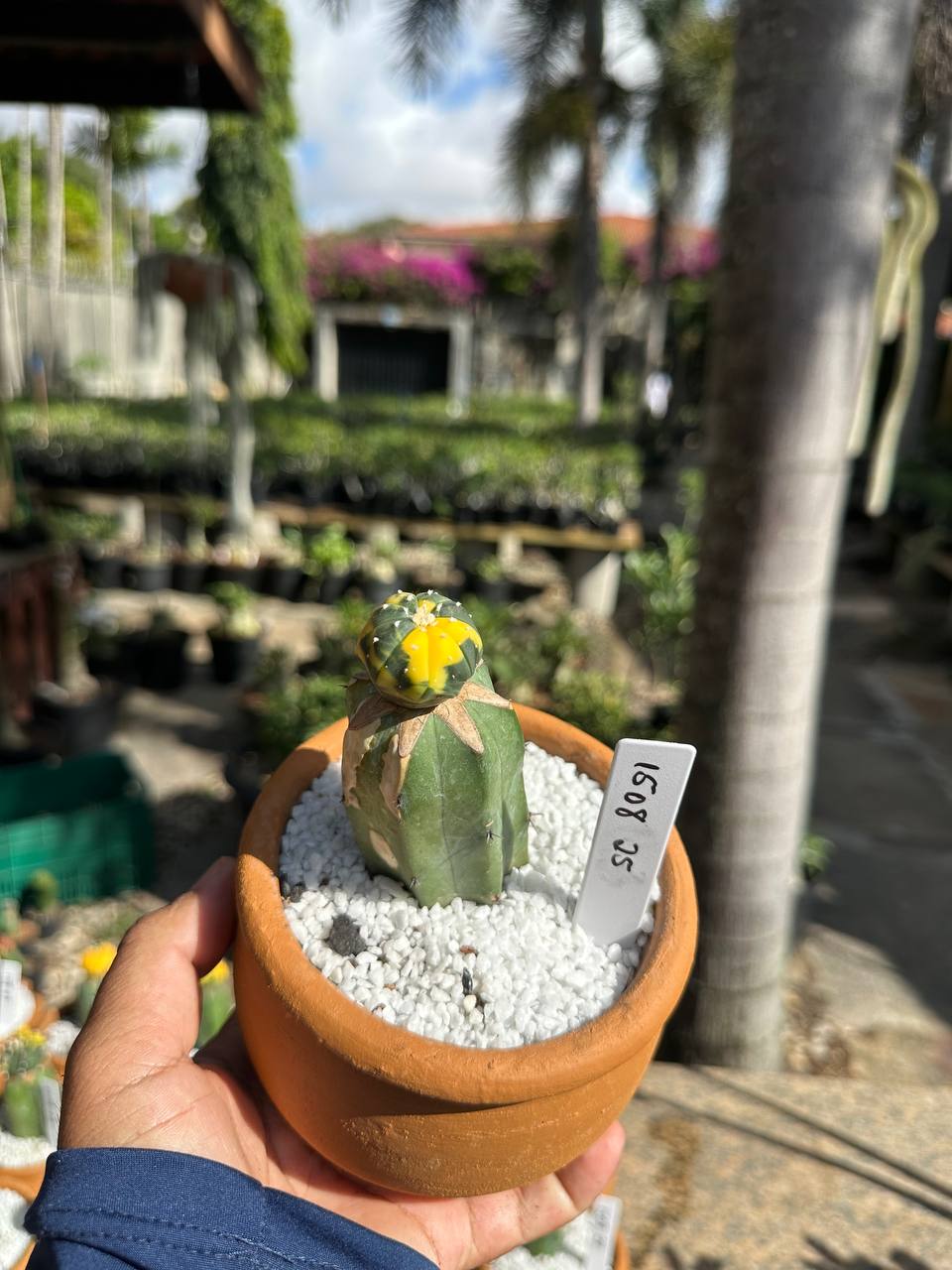 1508 25 Cacto Astrophytum Astérias Variegata