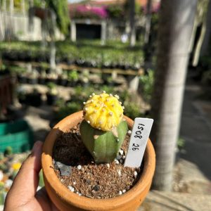 1508 26 Cacto Astrophytum Astérias Áurea