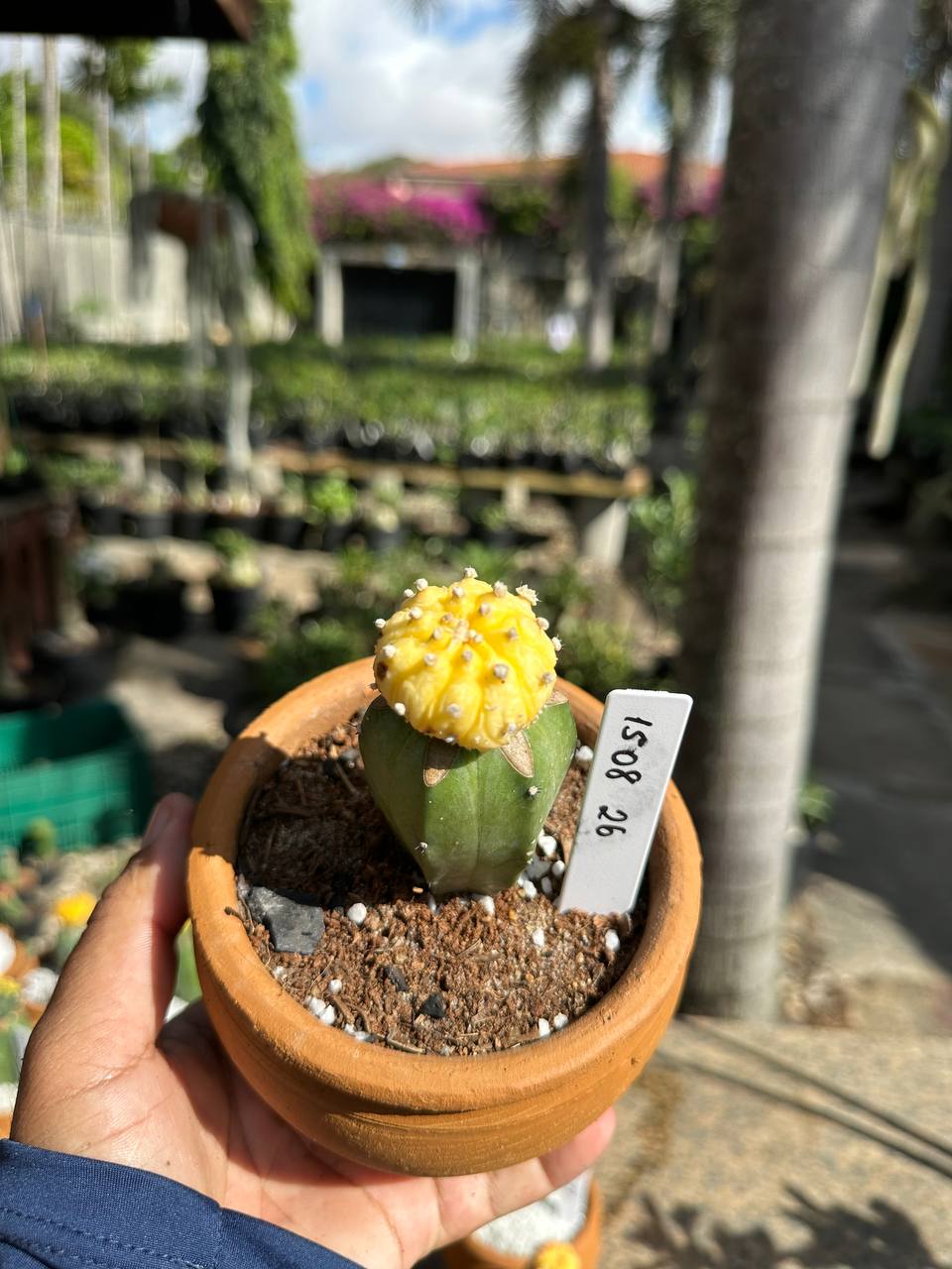 1508 26 Cacto Astrophytum Astérias Áurea