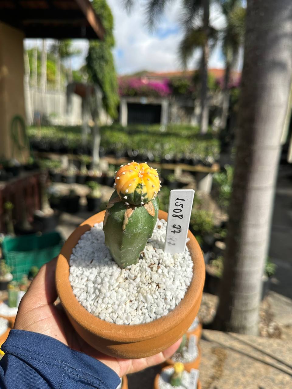 1508 27 Cacto Astrophytum Astérias Variegata