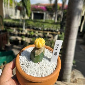 1508 28 Cacto Astrophytum Astérias Variegata